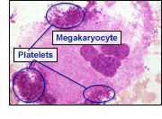 introduction to hematology powerpoint presentation